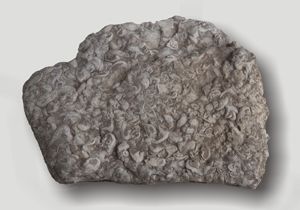 Fosilne megalodontidne školjke v jurskem apnencu iz okolice Cerknice